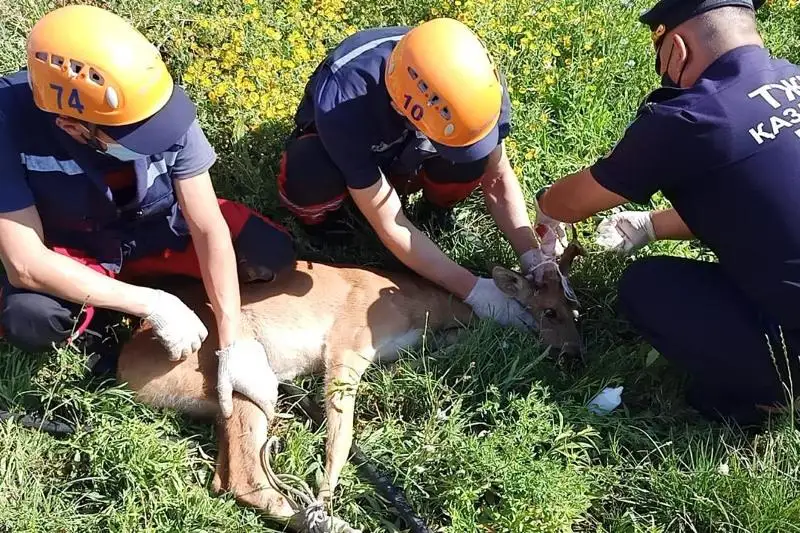 Oralda jabaıy elik aýla qorshaýyna qystyrylyp qalǵan