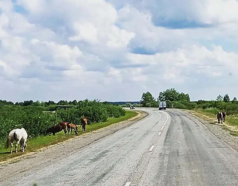 Malyn qaraýsyz jibergen turǵyndarǵa qatań sharalar qoldanylady -Almaty oblysy