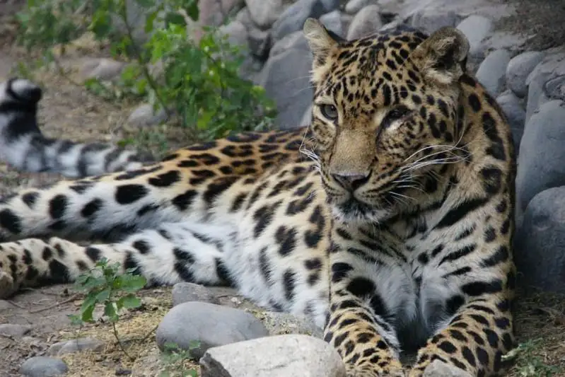 Almaty zoobaǵynda barysqa evtanazııa jasaldy