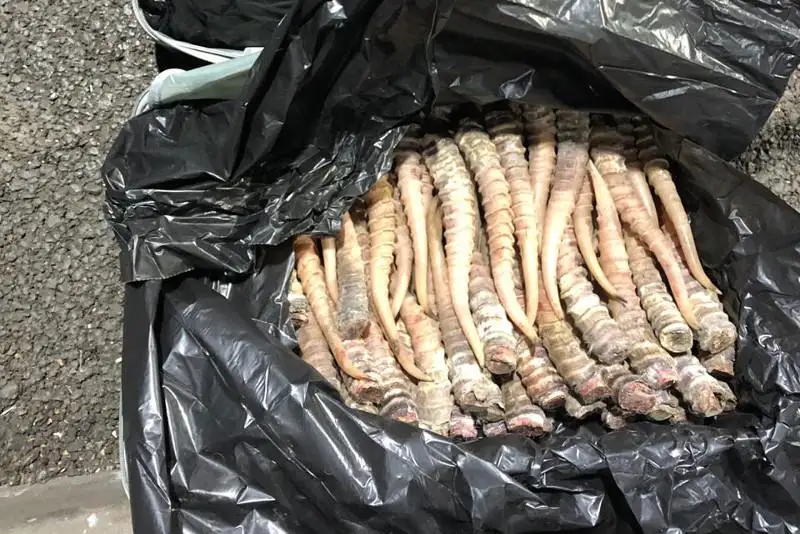 BQO turǵyny 348 dana kıik múıizimen ustaldy