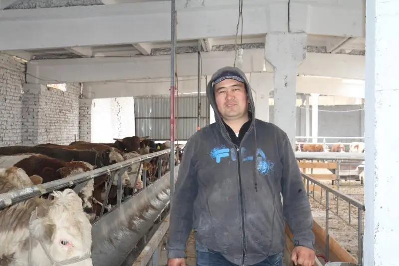 Túrkistan oblysynda kásipker on aıda 31 tonna et óndirdi