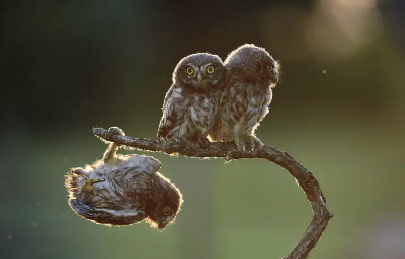 Түрік қыздарының жалаңаш суреттері