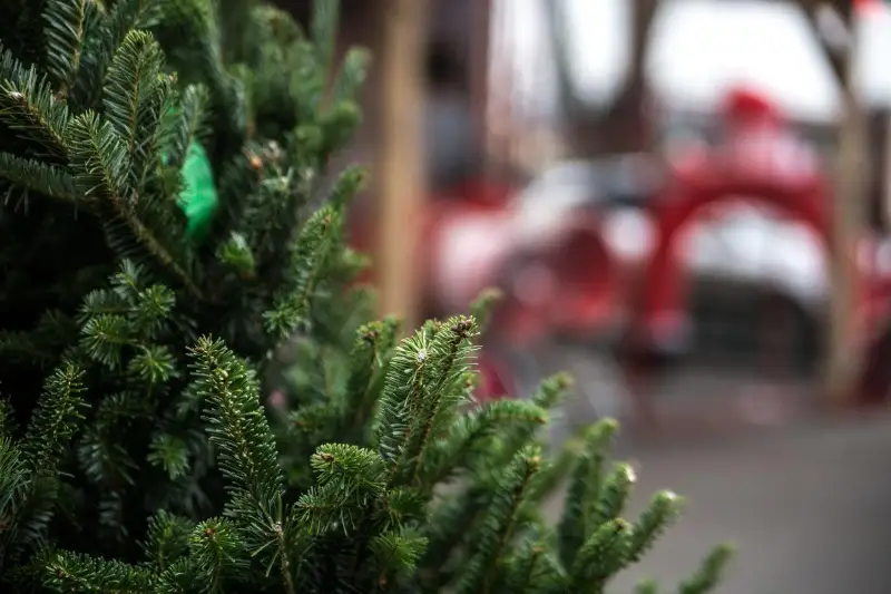 Рейды по пресечению продажи хвойных деревьев и саксаула проводят в Туркестане