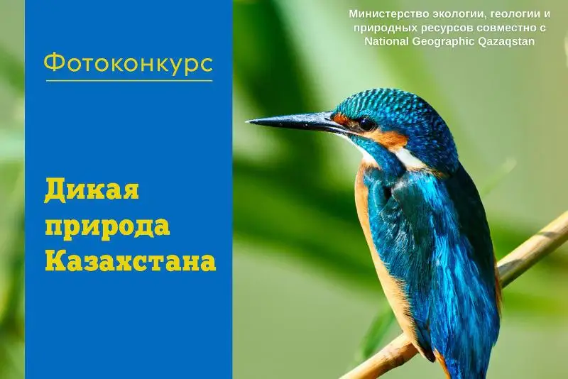 Минэкологии и National Geographic Qazaqstan запускают фотоконкурс «Дикая природа Казахстана»