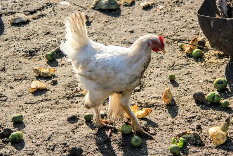 Pavlodar oblysynda qusy qyrylǵan turǵyndarǵa 83,2 mln teńge tólenedi