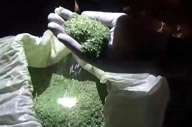 Jambylda qoıshydan 15,5 keli marıhýana tárkilendi