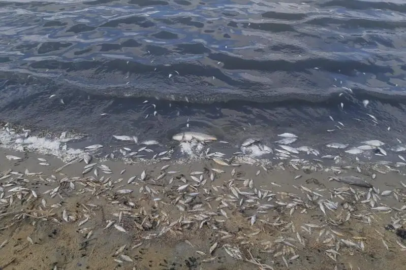 Araldaǵy balyqtyń jappaı qyrylý sebebi anyqtaldy
