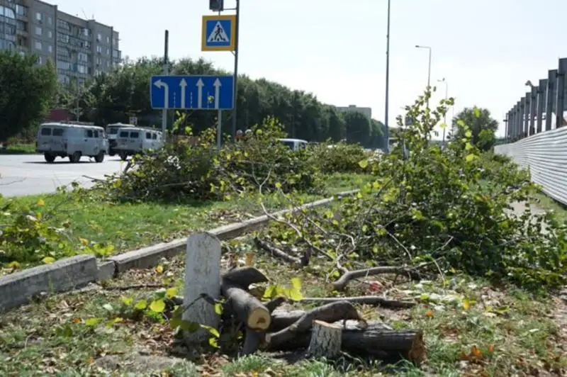 Semeıde avtoturaq salmaq bolǵan kásipker 17 aǵashty zańsyz kesken