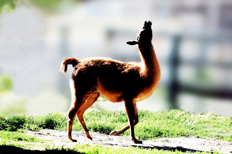 Almaty zoobaǵynyń janýarlary aptap ystyqtan qalaı qorǵanýda