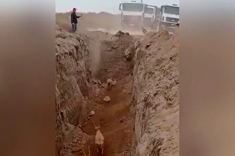 Batys Qazaqstanda kıikter jol salýshylar qazǵan transheıaǵa túsip ketti