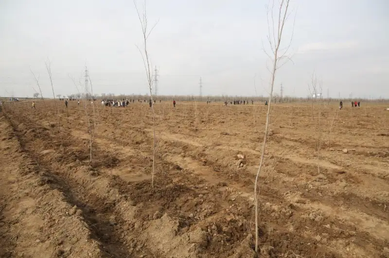 В рамках акции «Таза табиғат» в Жамбылской области посажено 277 тысяч деревьев
