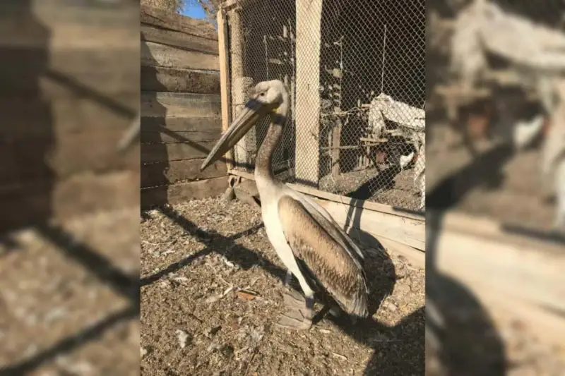 Jambyl oblysynda usha almaı qalǵan sırek kezdesetin birqazan qutqaryldy