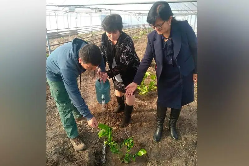 Jambylda alǵash ret lımon kóshetteri egildi