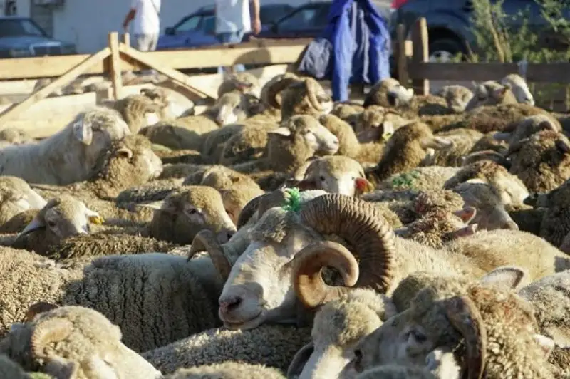 Túrkistan oblysynda mal bazarlarynyń jumys isteýine ruqsat berildi