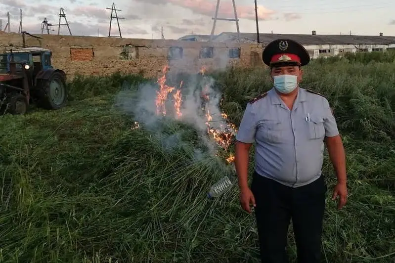ShQO-da polıtseıler aýyl shetinde ósip turǵan 3 gektar qarasorany órtep jiberdi