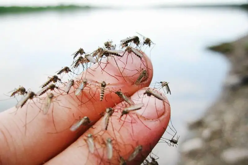 Atyraýda masa ýlaýǵa 126 mln teńge bólindi