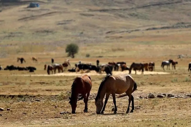 Antalııada órt shyqqan aımaqta jabaıy jylqylardy azyqtandyryp jatyr