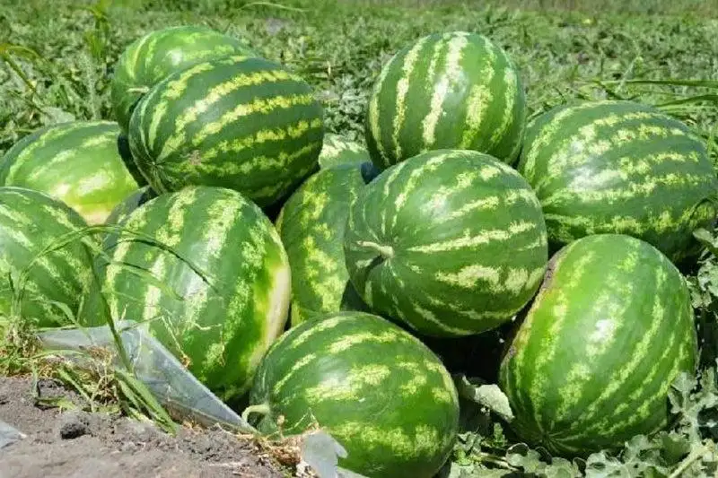 Jetisaıdyń qarbyzy Reseıge jóneltilip jatyr