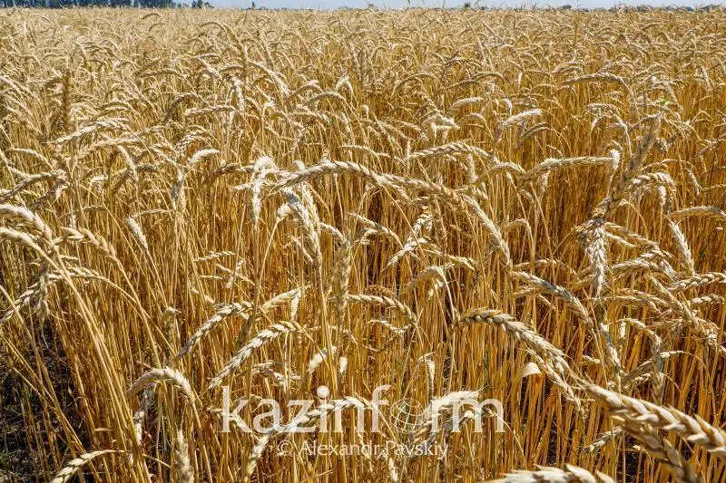 Ылғалды көп қажет ететін дақылдар алаңдары қысқартылуда - АШМ