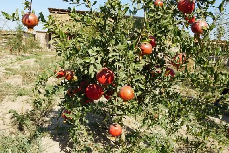 Keleste jas kásipker úıiniń aýlasynda sýbtropıkalyq jemis ósirýdi qolǵa aldy