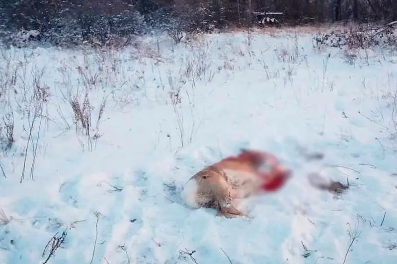 Semeıde sibir eligin atqan brakonerler ustaldy