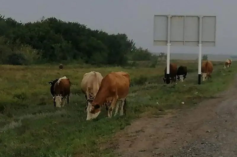 Pavlodar oblysynda polıtseıler 5 myń bas maldy aıyppul turaǵyna qamady