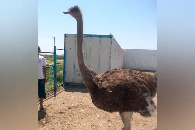 Jambyldyq turǵyn aýlasynda afrıkalyq túıequs pen taýys jáne jaıyn ósirýde