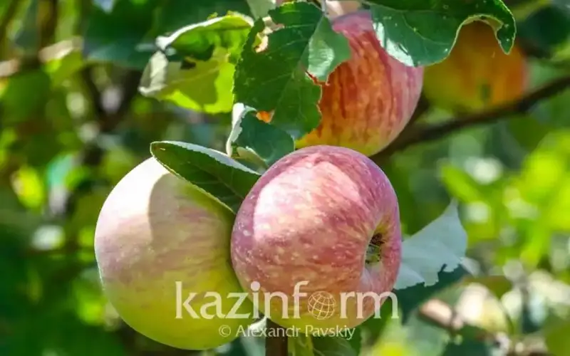almaty aporty