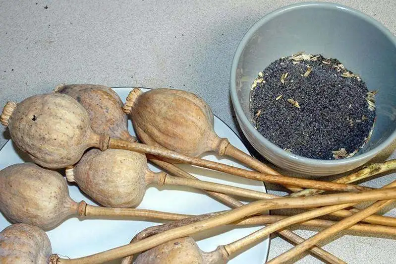 Túrkistan oblysy Saryaǵash aýdanynyń turǵynnan 13,5 kg-nan astam esirtki tárkilendi