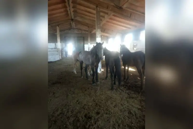 Pavlodarda jaıylyp júrgen ıesiz jylqylar jol apatyna sebepshi boldy