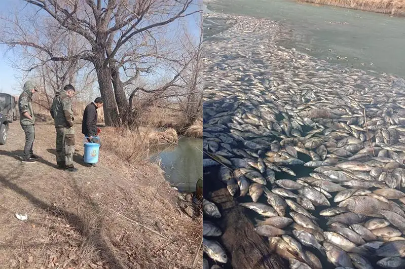 Pavlodar oblysyndaǵy Qarasý ózeninde balyq qyryldy
