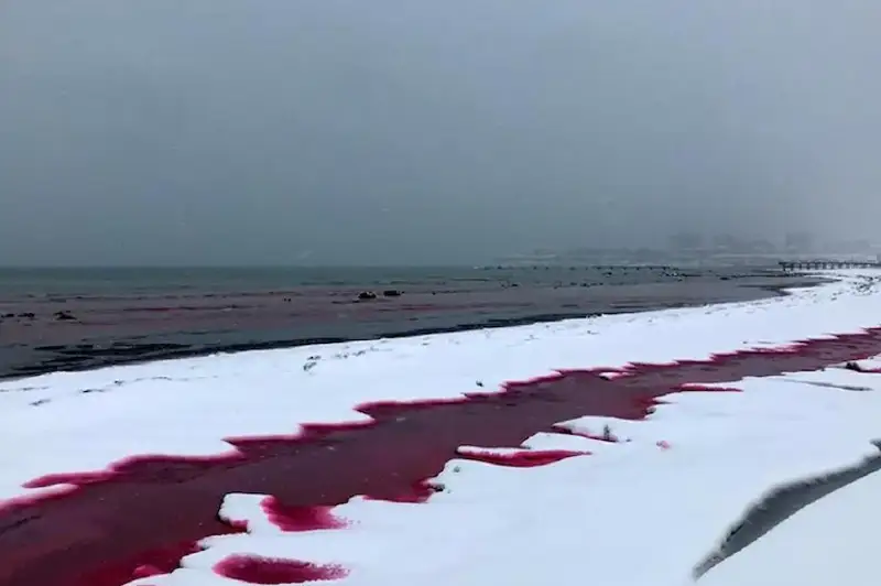 Ekologtar Kaspıı sýynyń qyzyl túske boıalý sebebin atady