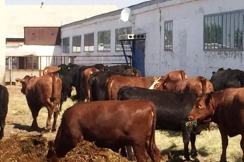 «Sybaǵa» baǵdarlamasy aıasynda 70 mln teńgege deıin nesıe rásimdeýge bolady