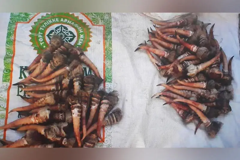 54 kıiktiń eti men 224 múıiz: Aýdarylǵan kólikti tastaı qashqan brakonerler izdestirilýde