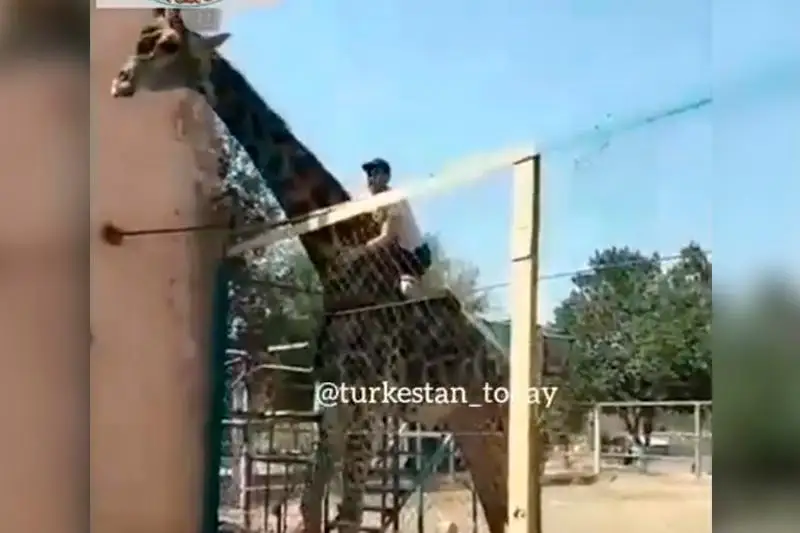 Shymkent zoobaǵynda jırafqa minip alǵan jigitti polıtsııa izdep jatyr