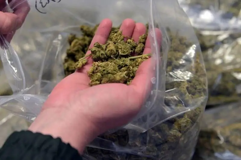 Shýda jergilikti turǵynnyń úıinen 17 keliden astam marıhýana tuqymy tabyldy