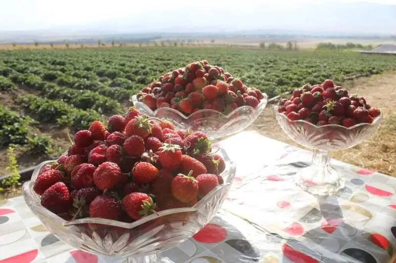 Tólebılik kásipker taý bókterine qulpynaı egip, tabysqa kenelip otyr