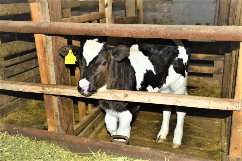 S dvýh korov nachınal delo fermer Týrkestanskoı oblastı