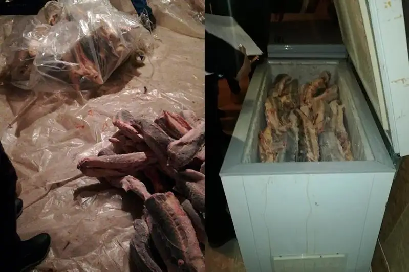 Jańaózende 250 keli bekire balyǵy tárkilendi
