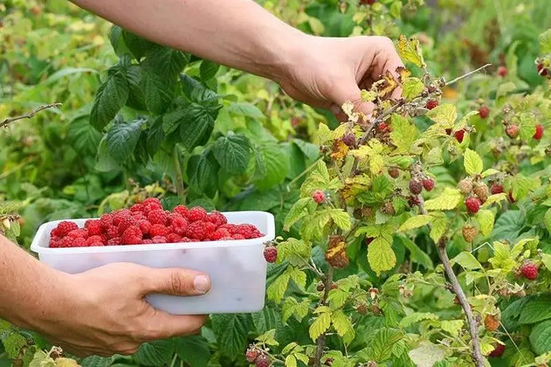 BQO-da «Meniń aýlam – meniń baǵym» jobasyn júzege asyrý kózdelýde