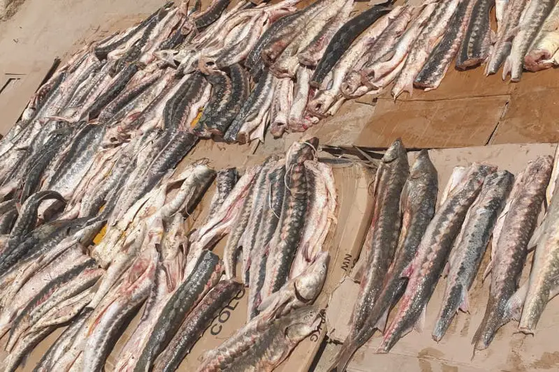 Mańǵystaý oblysynyń turǵynynan 500 kelideı bekire tuqymdas balyq tárkilendi