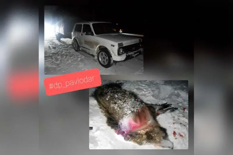 Pavlodar oblysynda brakonerler qaban atqan