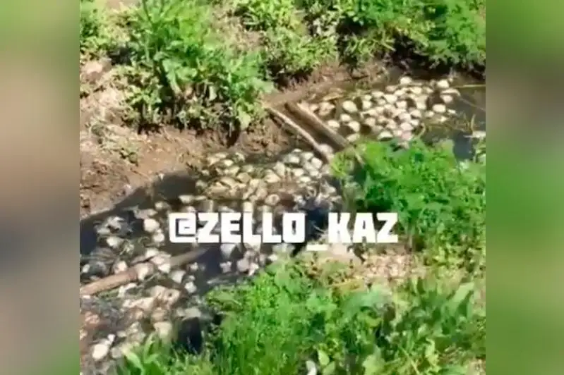 Aqtóbe oblysyndaǵy Qarǵaly sý qoımasynda balyq qyryldy