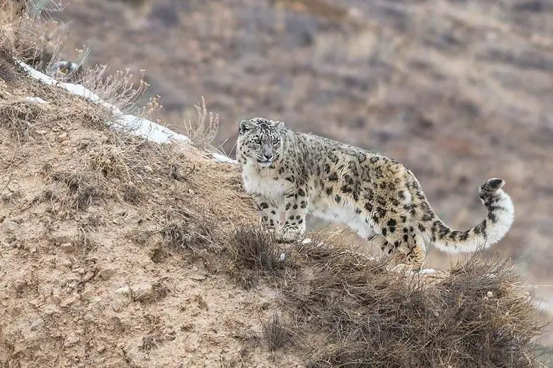 Серёжаға арналған порно