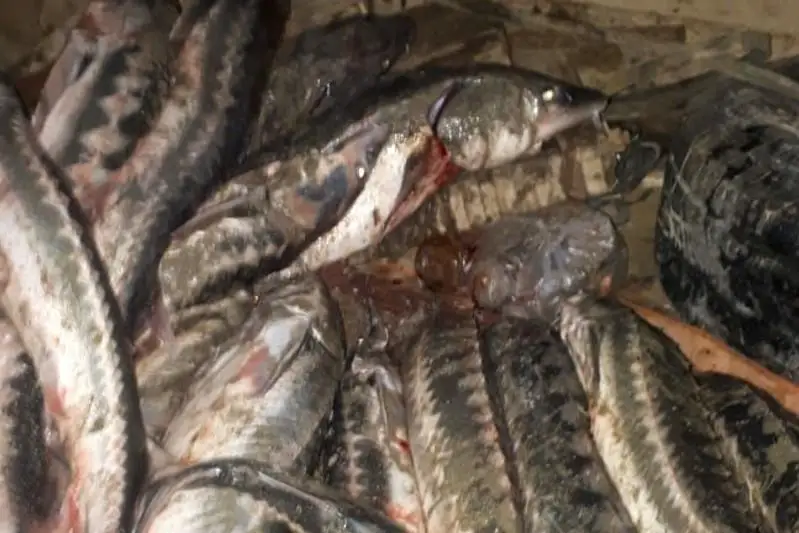Shekarashylar brakonerlerdi ustady: Memleketke kelgen shyǵyn 20 mln teńgeden asady