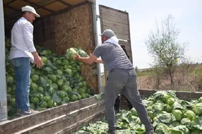 Jetisaılyq kásipker oblys turǵyndaryna 120 tonna qyryqqabatty tegin taratyp berdi