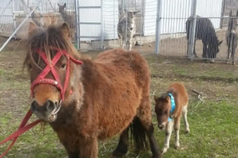 Qaraǵandy haıýanattar baǵynda ponı qulyndady