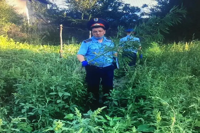 Almaty oblysynda esirtki plantatsııalary joıyldy