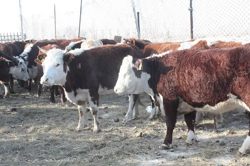 Aqmolada sıyrdyń jappaı indetke shaldyǵýy týraly málimet jalǵan-mamandar
