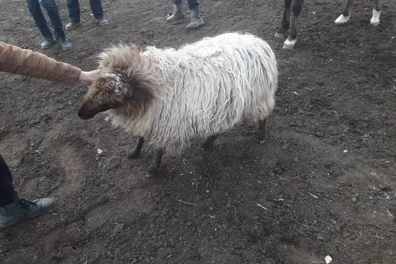 Ákesiniń sharýa qojalyǵynan mal urlap isti boldy - Almaty oblysy